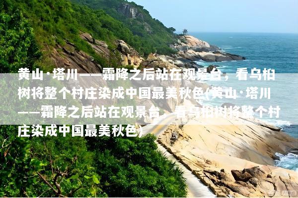 黄山·塔川——霜降之后站在观景台，看乌桕树将整个村庄染成中国最美秋色(黄山·塔川——霜降之后站在观景台，看乌桕树将整个村庄染成中国最美秋色)