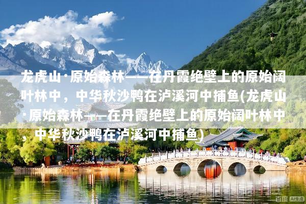 龙虎山·原始森林——在丹霞绝壁上的原始阔叶林中，中华秋沙鸭在泸溪河中捕鱼(龙虎山·原始森林——在丹霞绝壁上的原始阔叶林中，中华秋沙鸭在泸溪河中捕鱼)