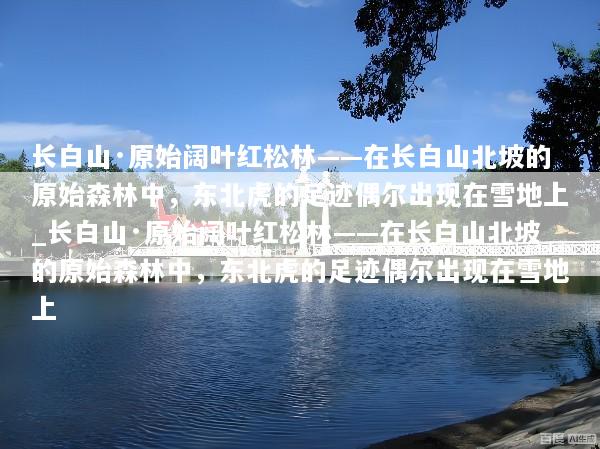 长白山·原始阔叶红松林——在长白山北坡的原始森林中，东北虎的足迹偶尔出现在雪地上_长白山·原始阔叶红松林——在长白山北坡的原始森林中，东北虎的足迹偶尔出现在雪地上