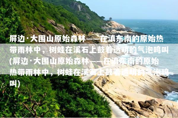 屏边·大围山原始森林——在滇东南的原始热带雨林中，树蛙在溪石上鼓着透明的气泡鸣叫(屏边·大围山原始森林——在滇东南的原始热带雨林中，树蛙在溪石上鼓着透明的气泡鸣叫)